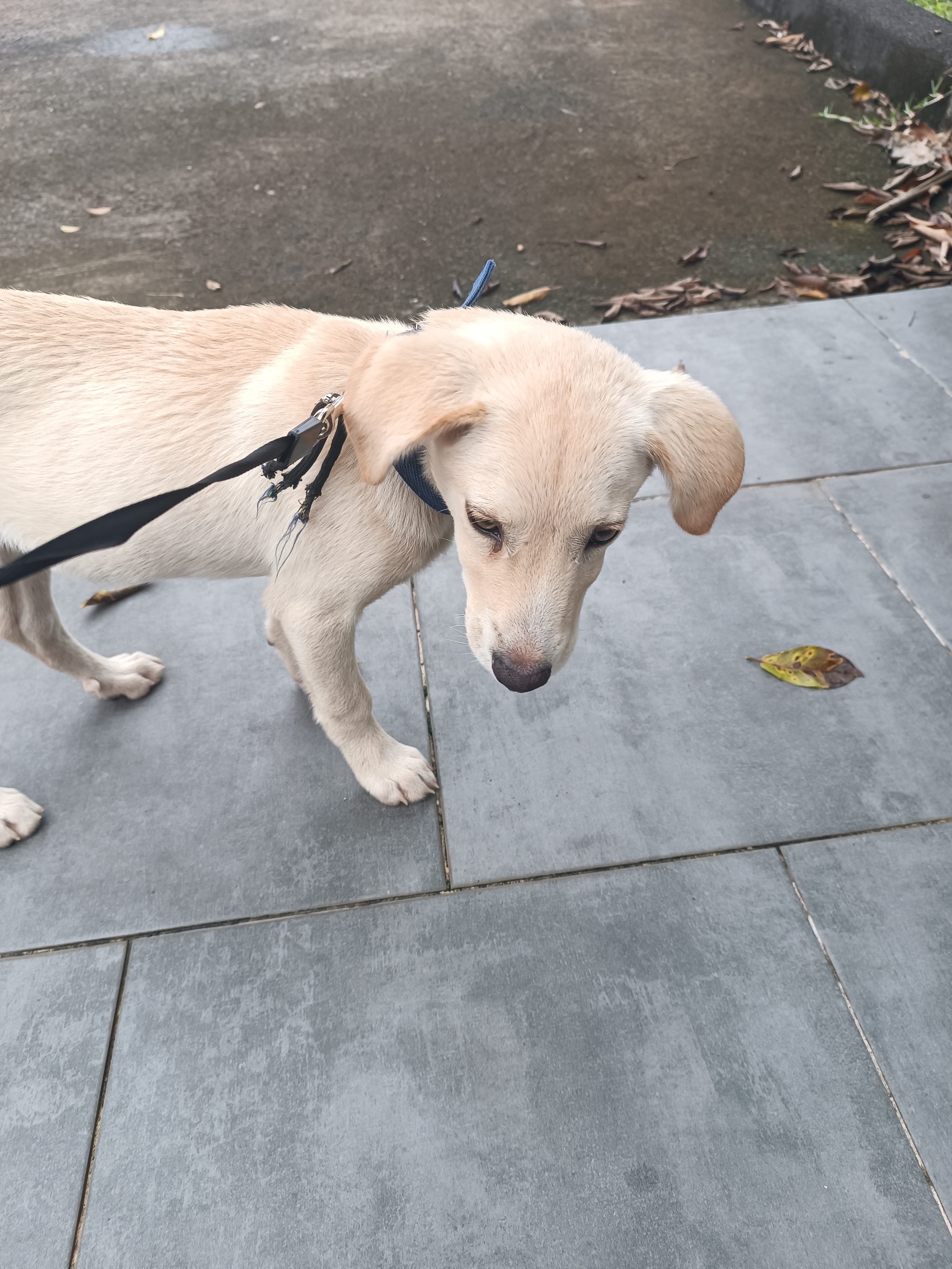 Chien