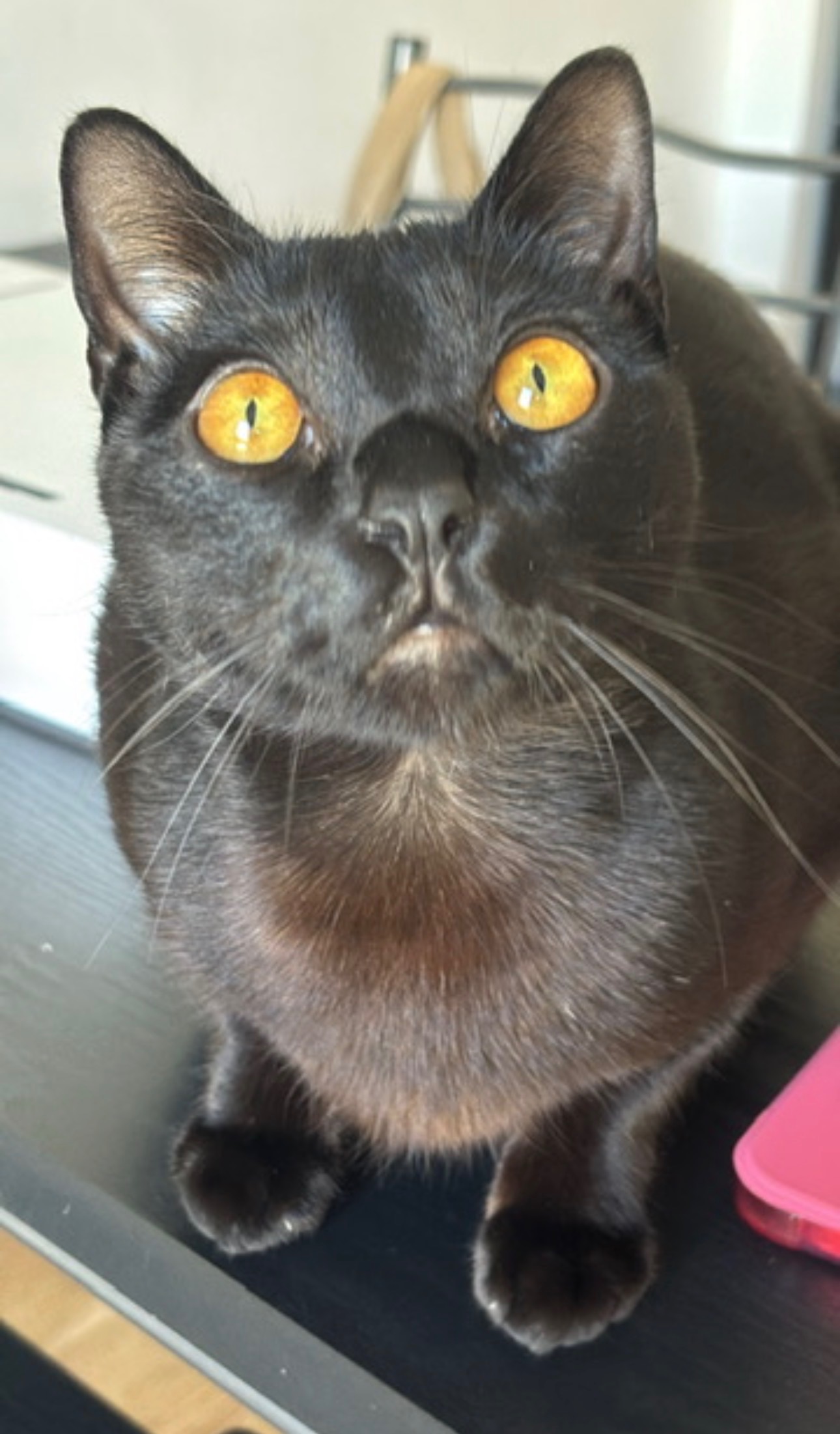 ZORRO