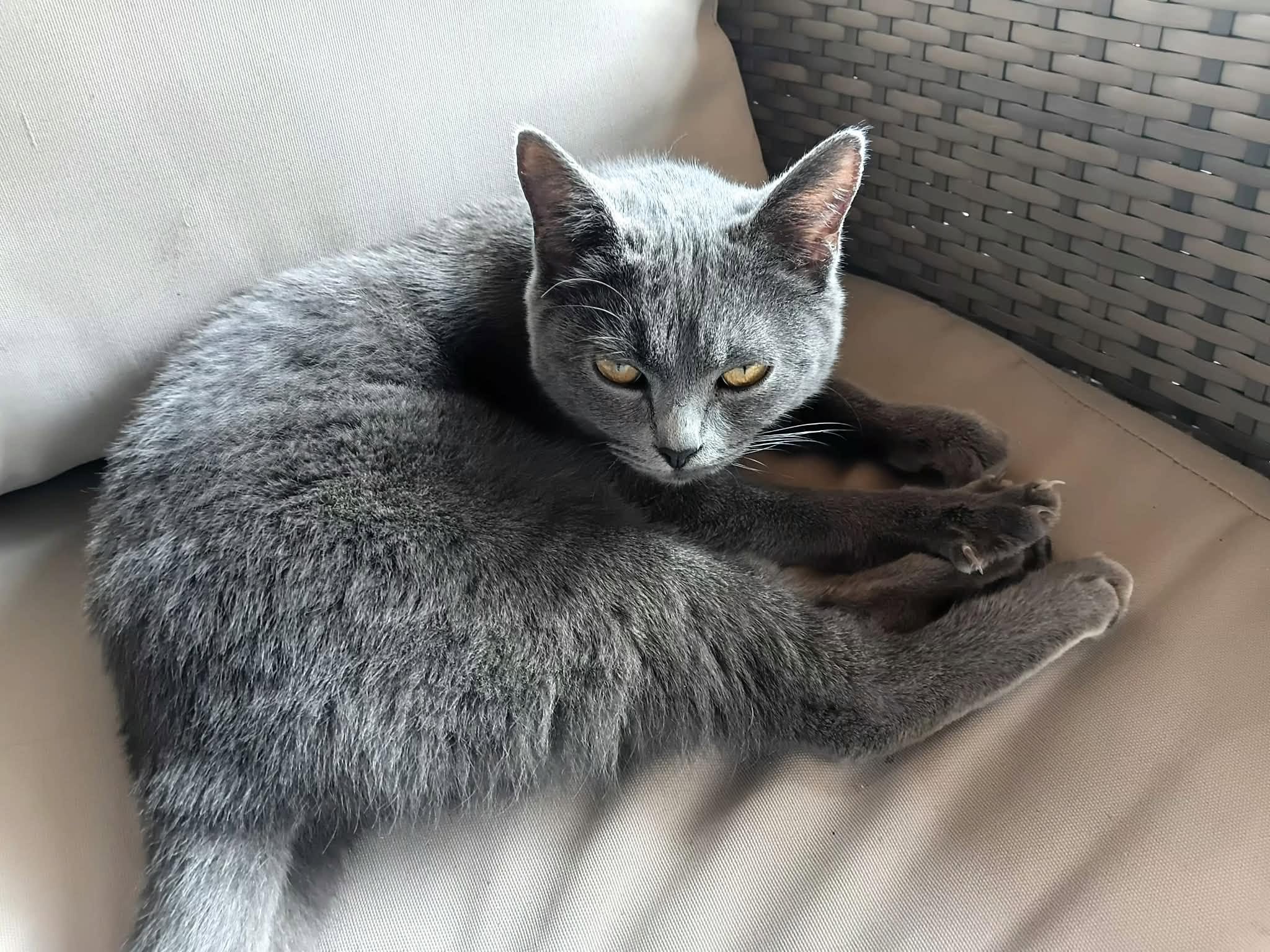 Chat