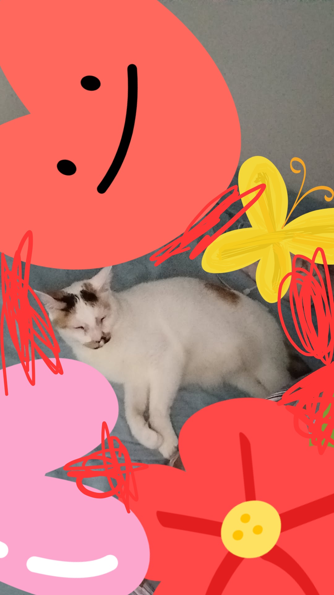 Pita