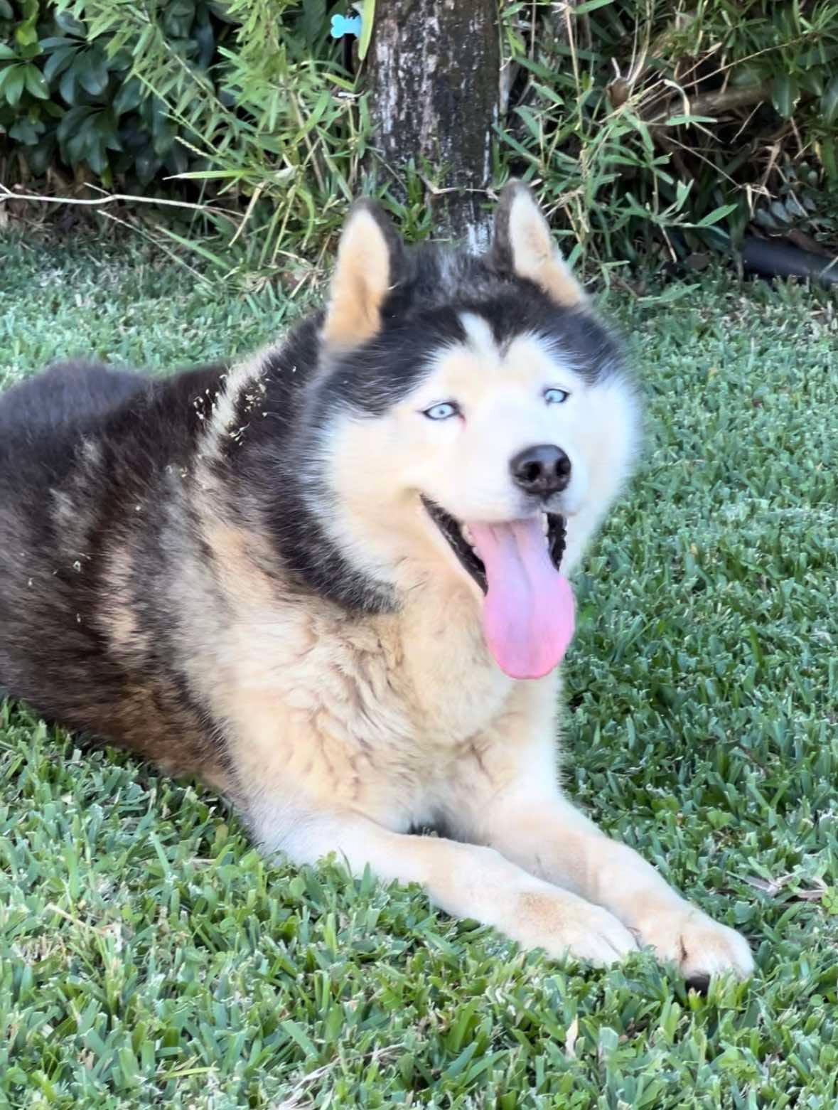 Leiko