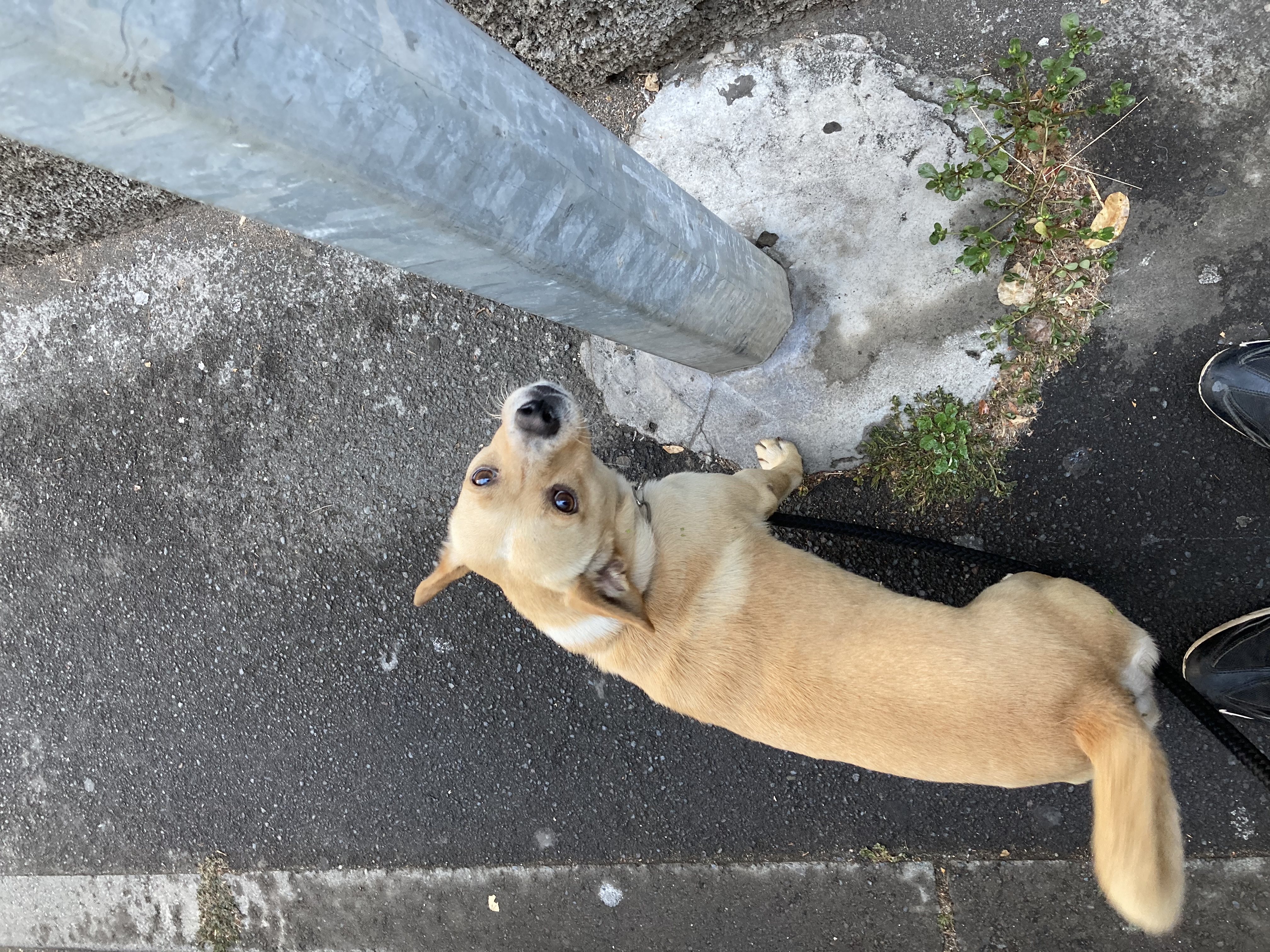 Max