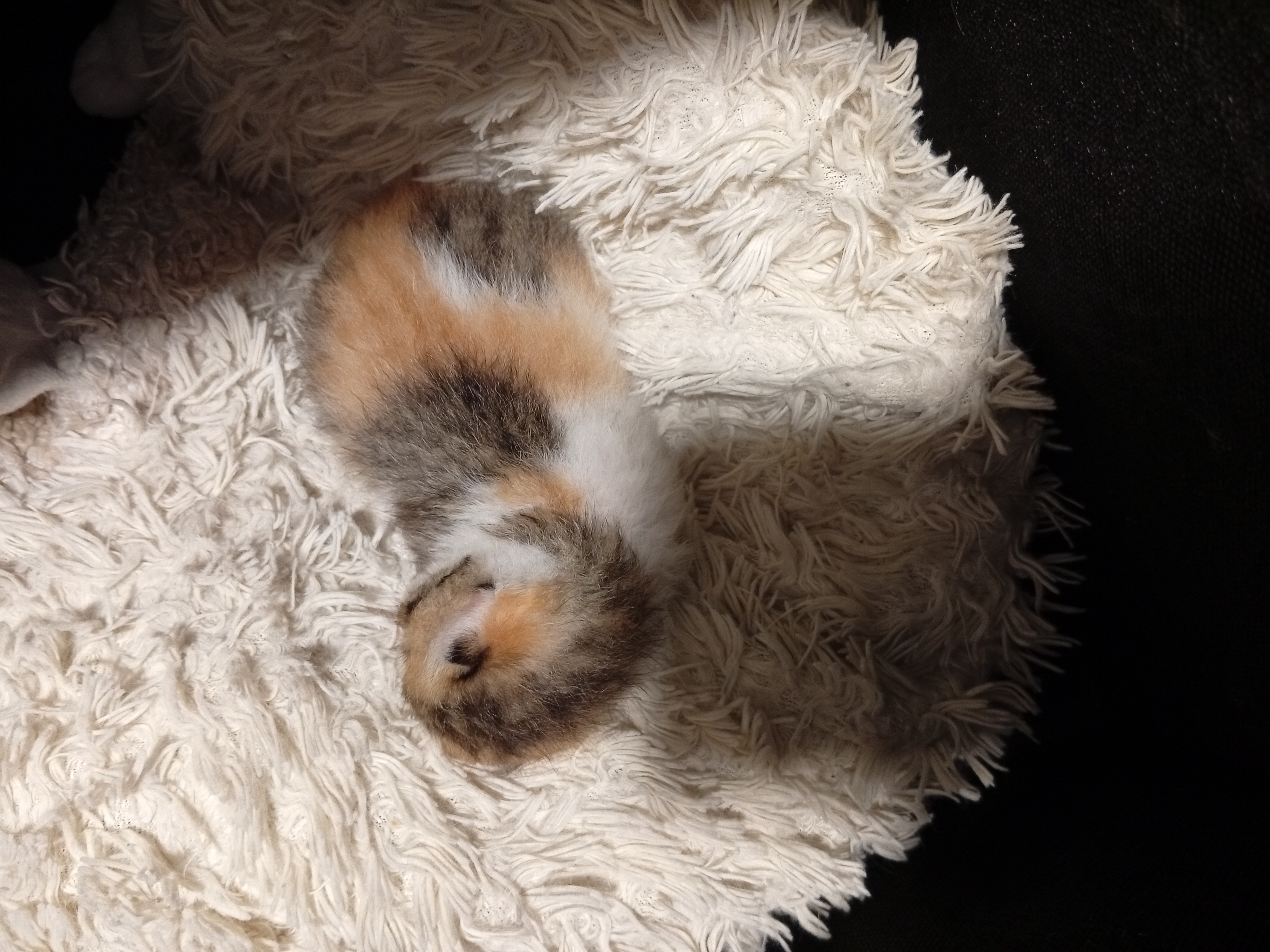 Chat