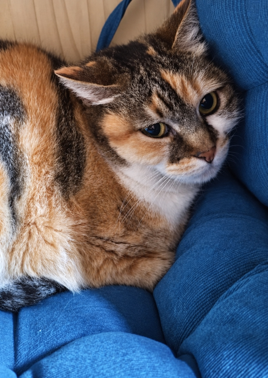 Minette