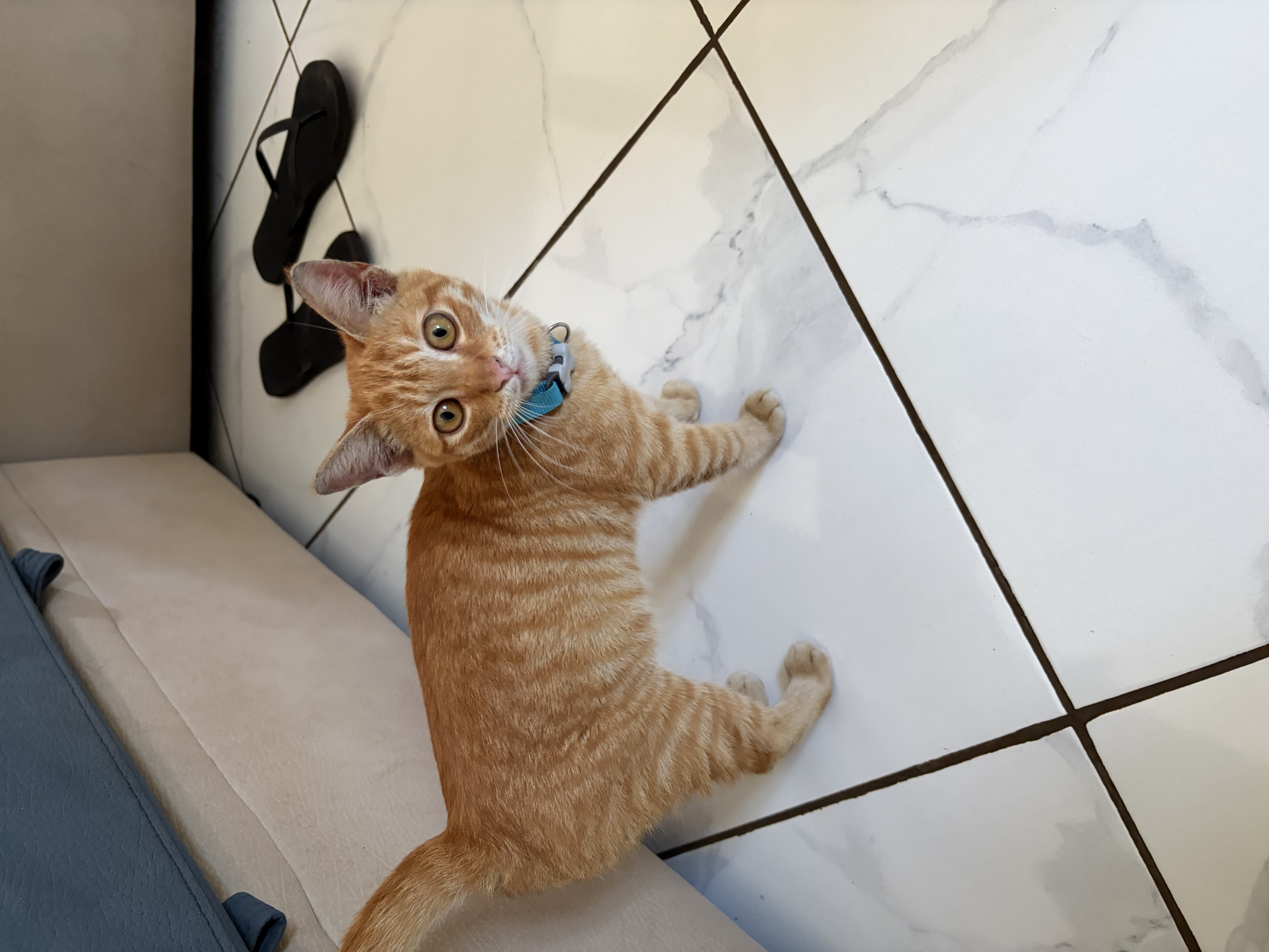 Chat