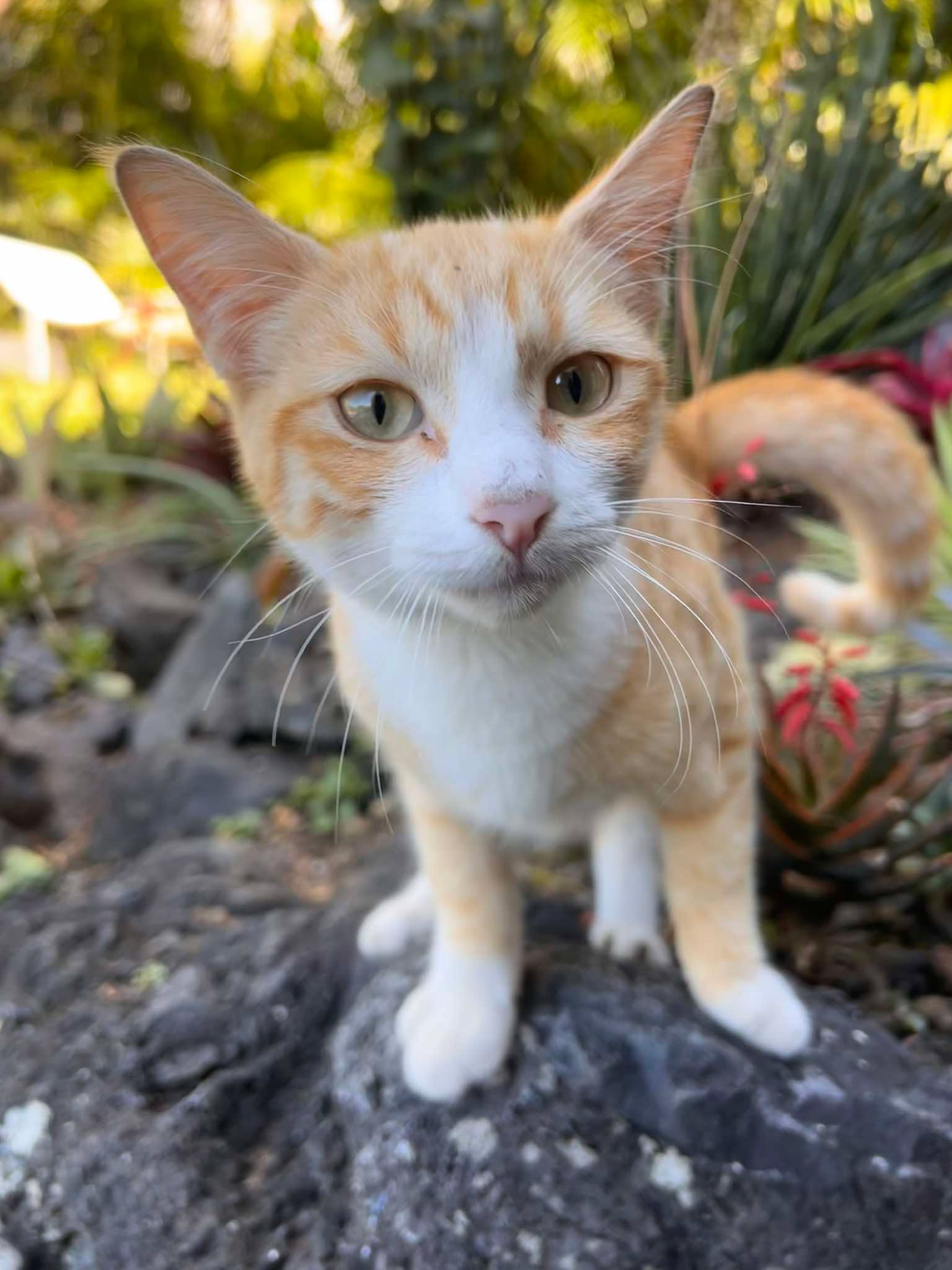 Chat