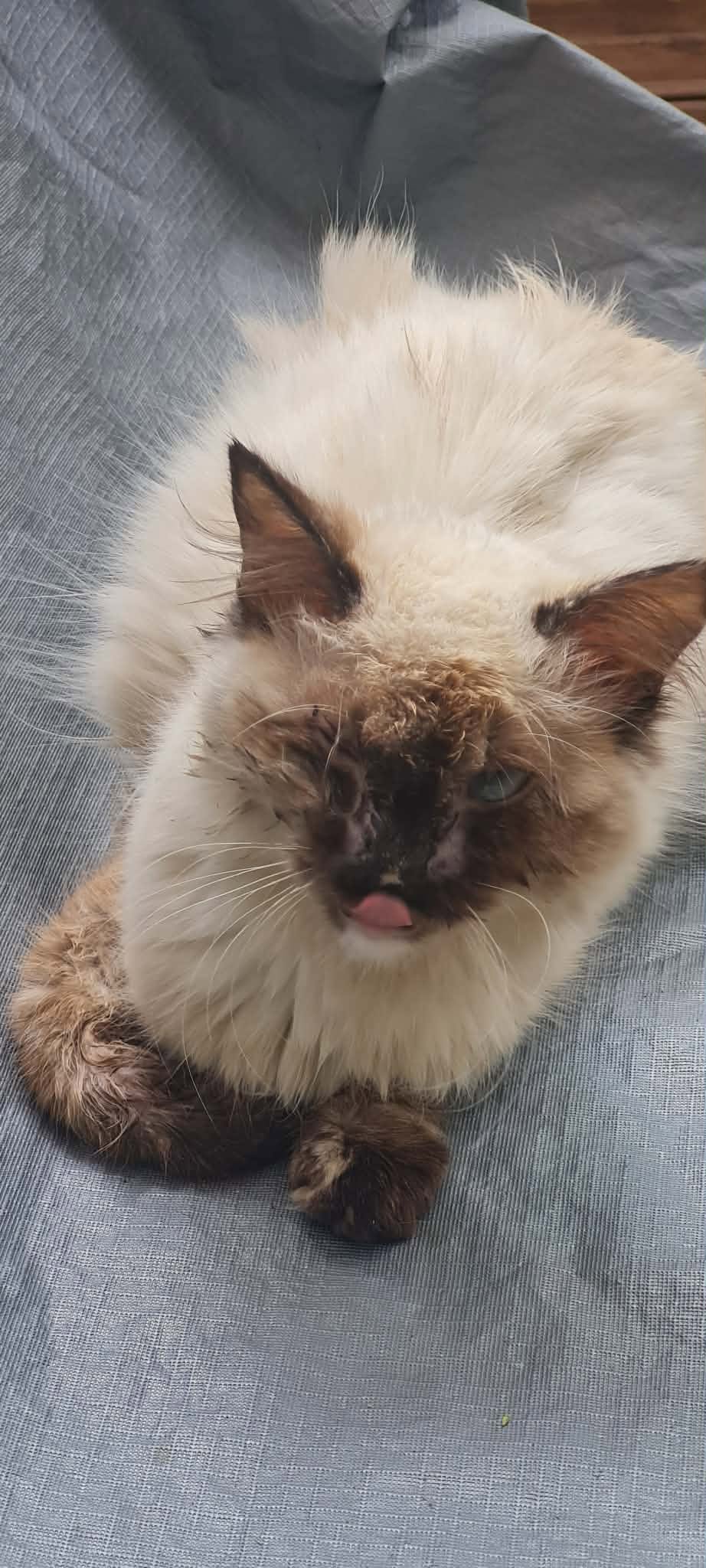 Chat