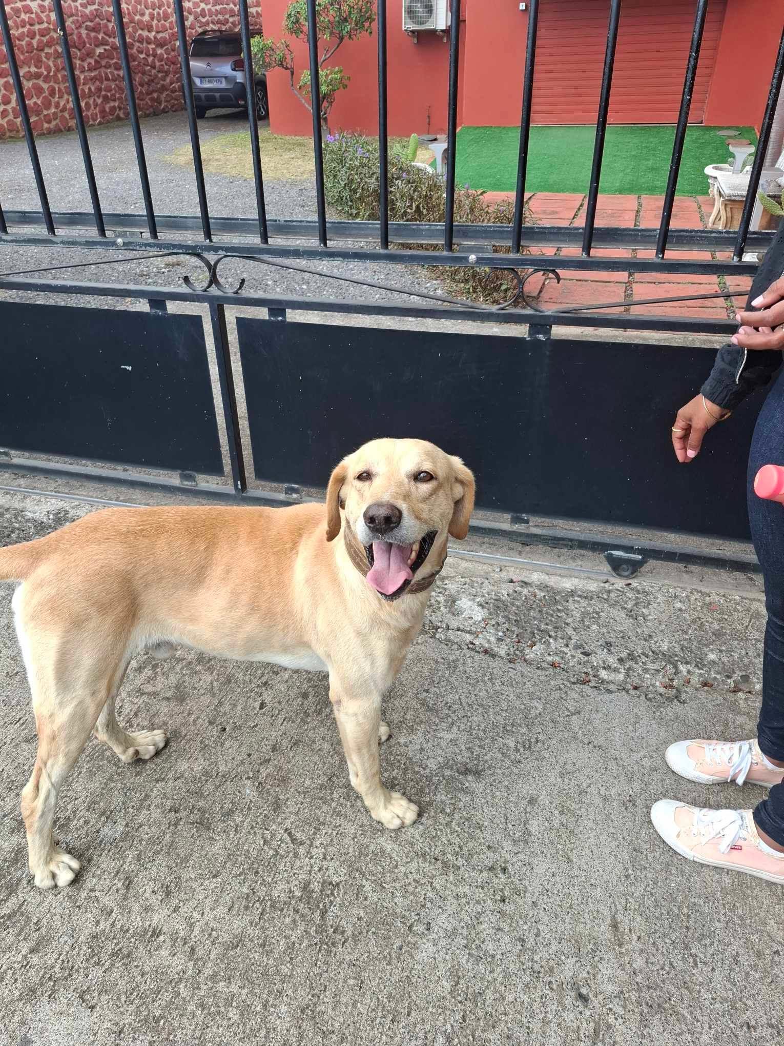Chien