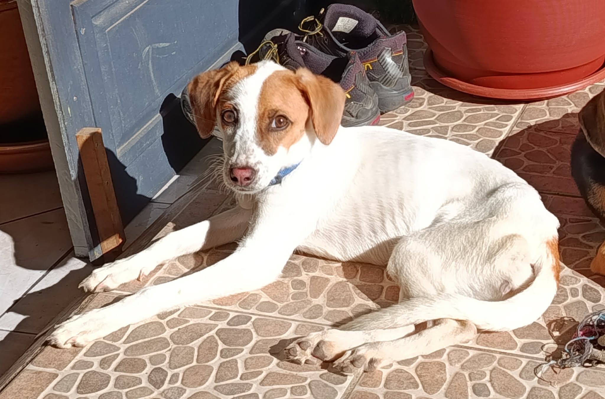 Chien