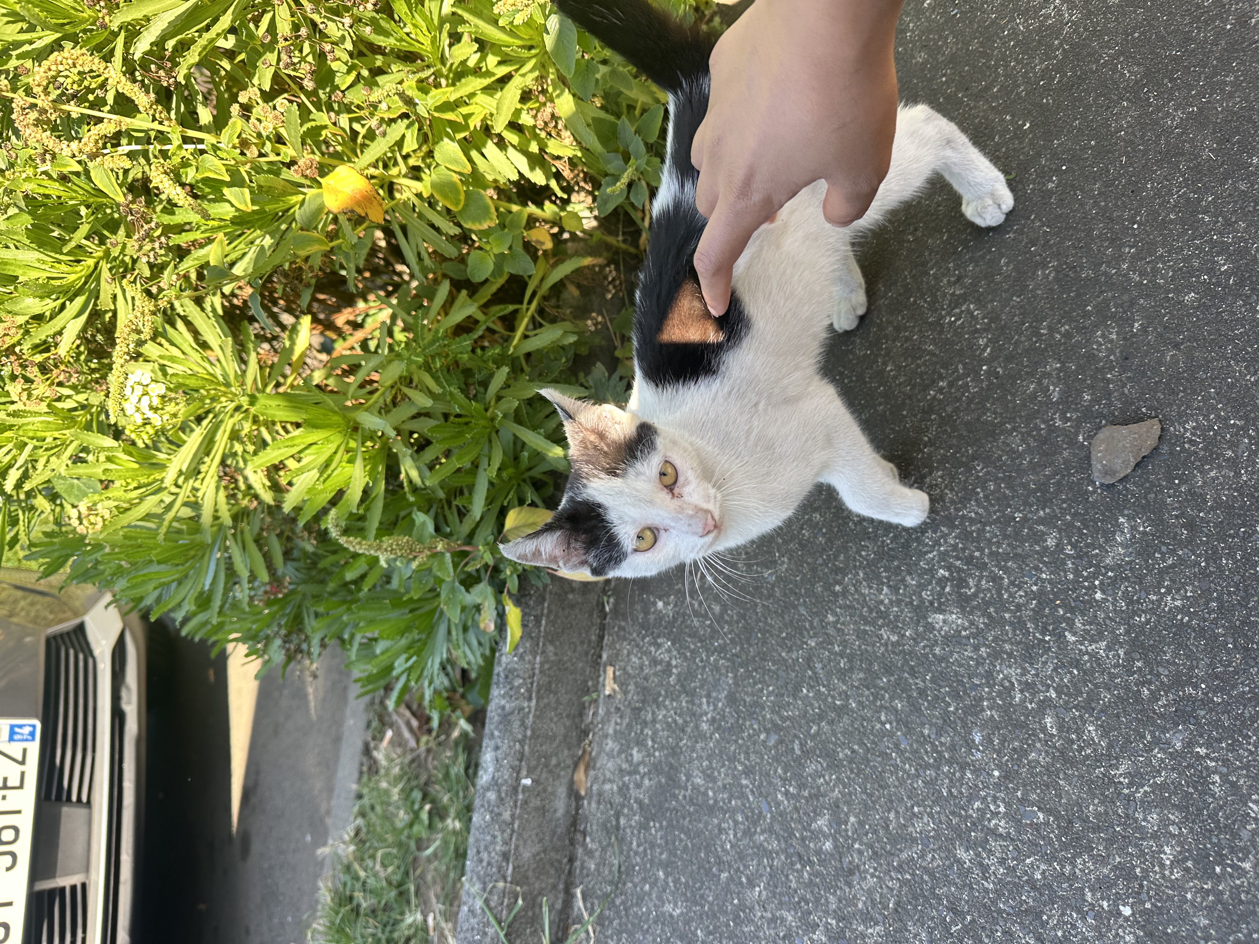 Chat