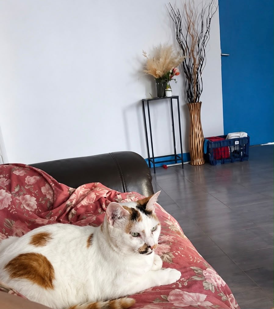 PITA