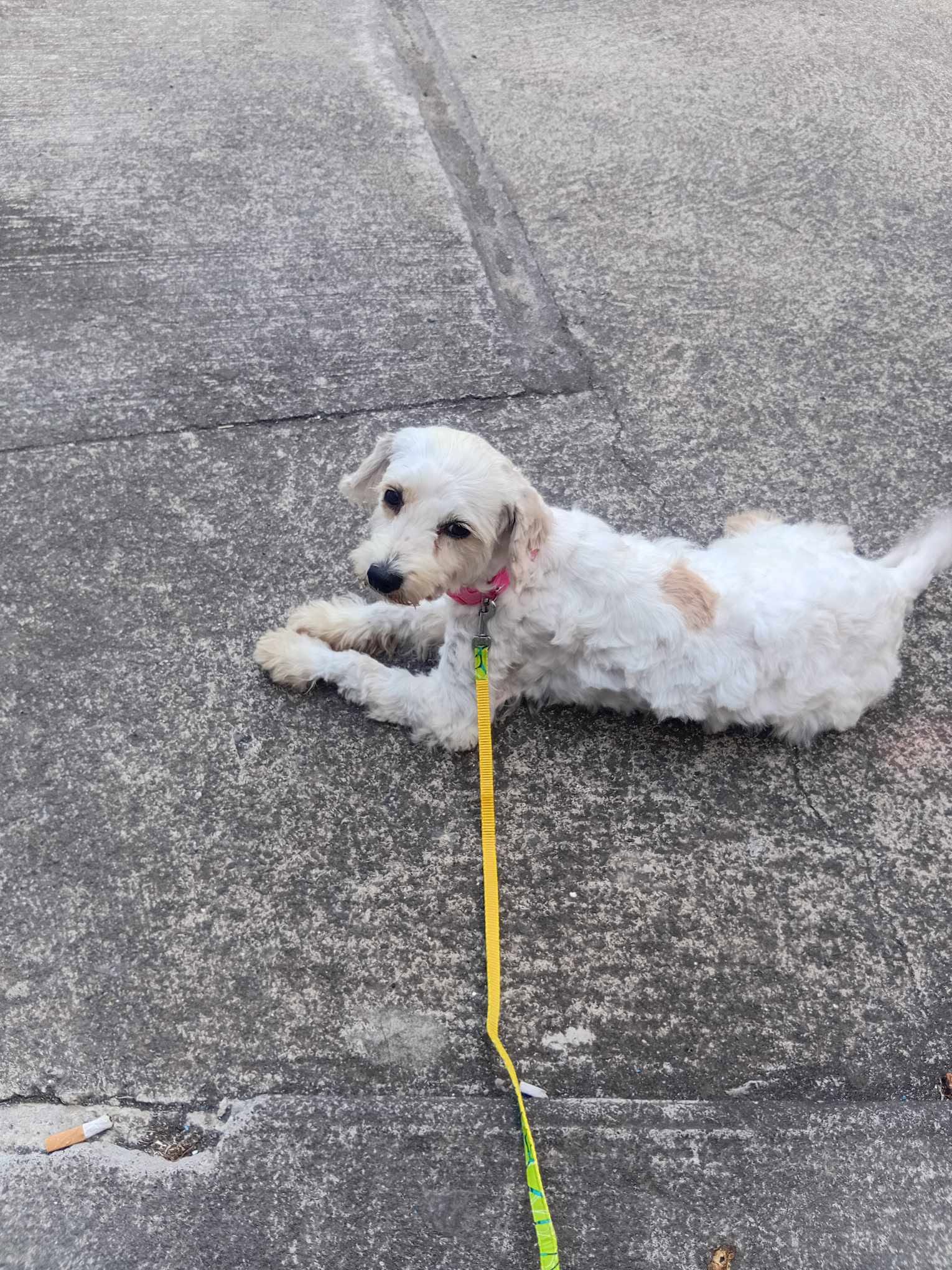 Chien