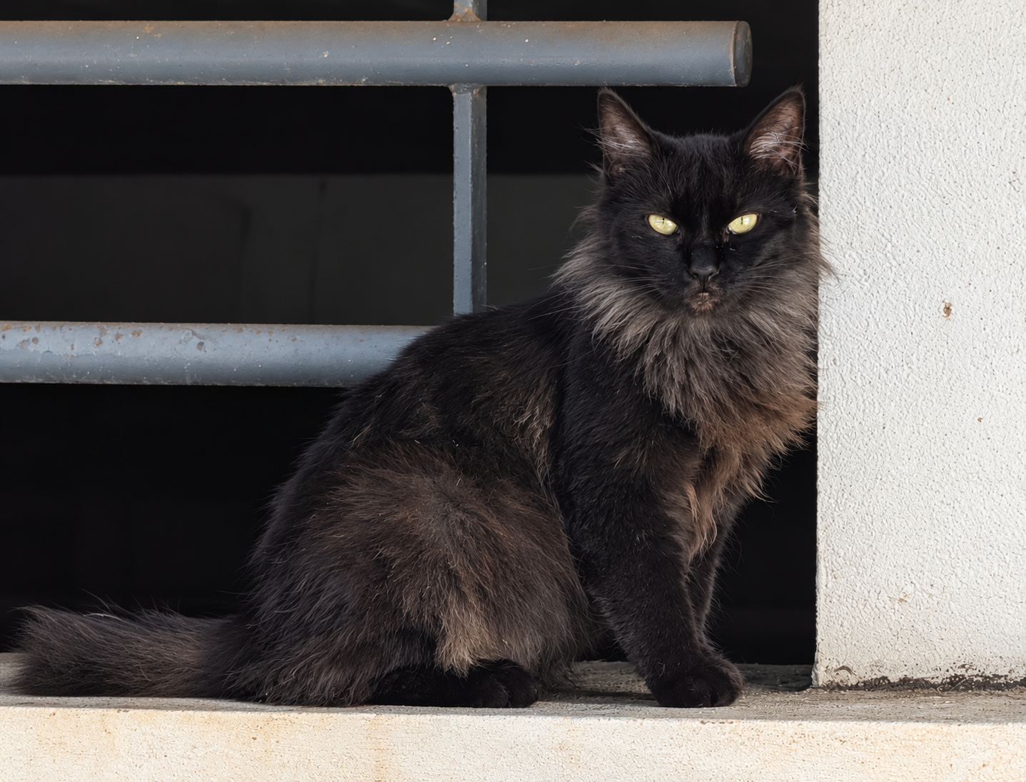 Chat